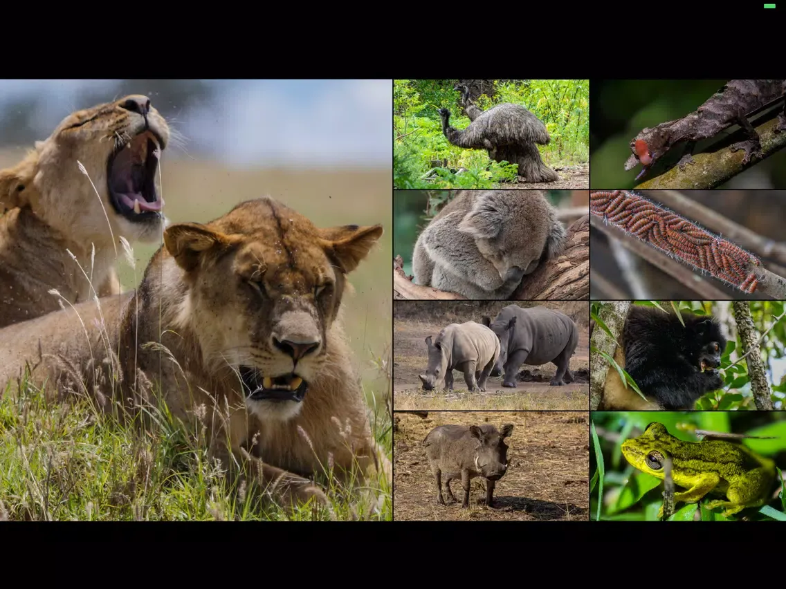 WorldView: Wildlife iPad  سکرین شاٹس