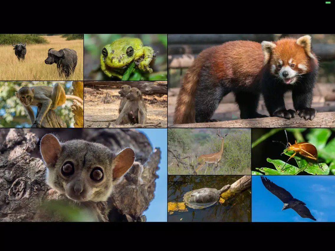 WorldView: Wildlife iPad  سکرین شاٹس
