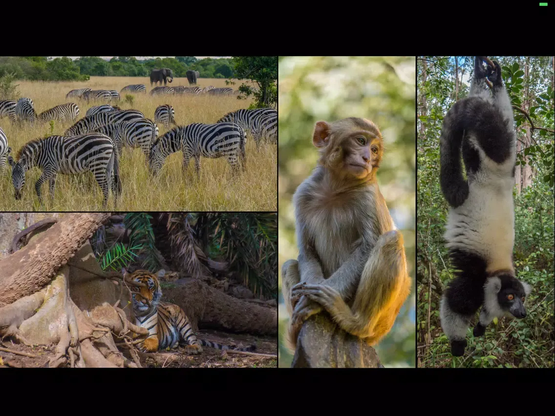 WorldView: Wildlife iPad  سکرین شاٹس
