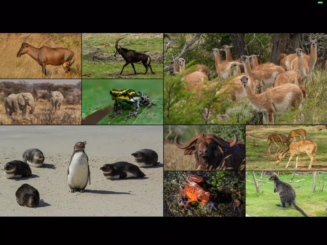 WorldView: Wildlife iPad  سکرین شاٹس