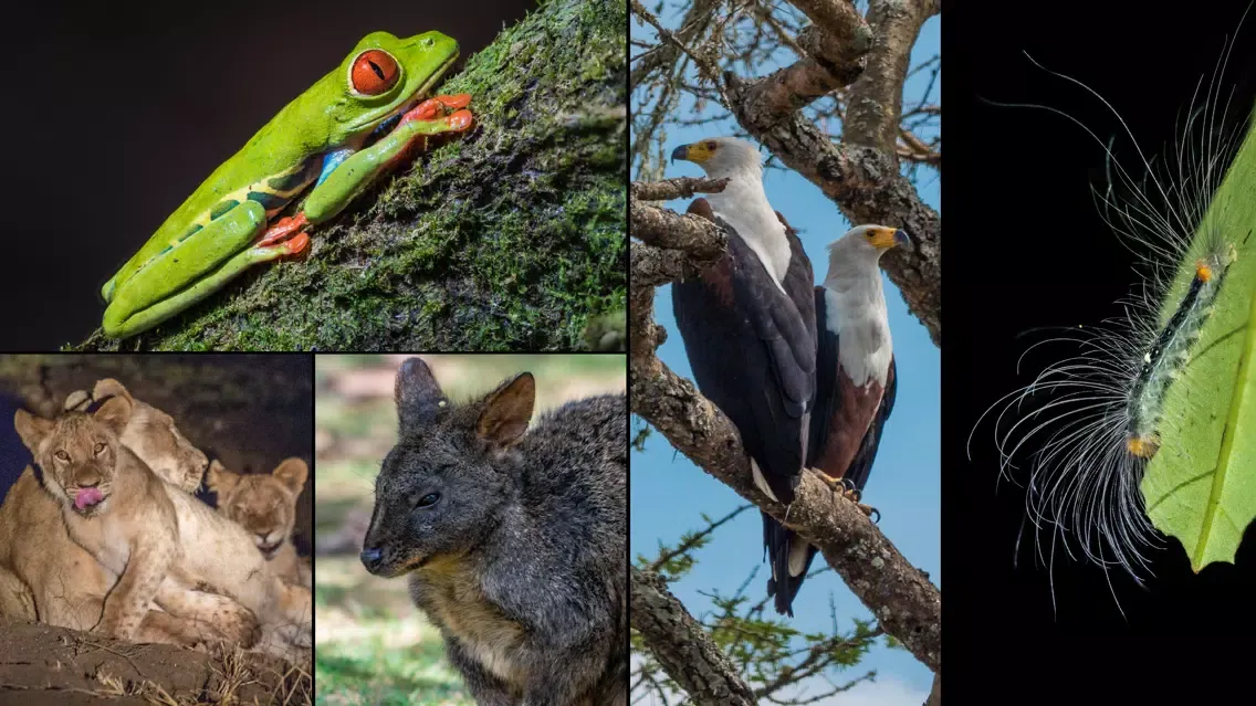 WorldView: Wildlife سکرین شاٹس
