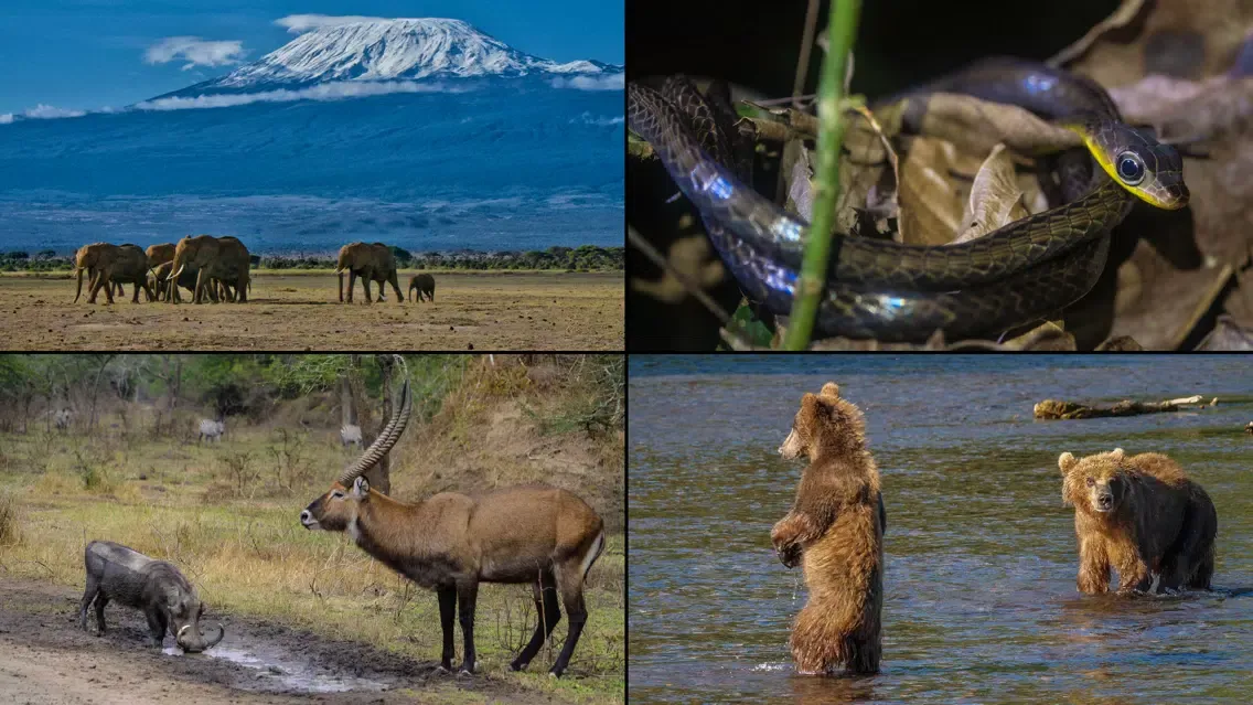 WorldView: Wildlife سکرین شاٹس