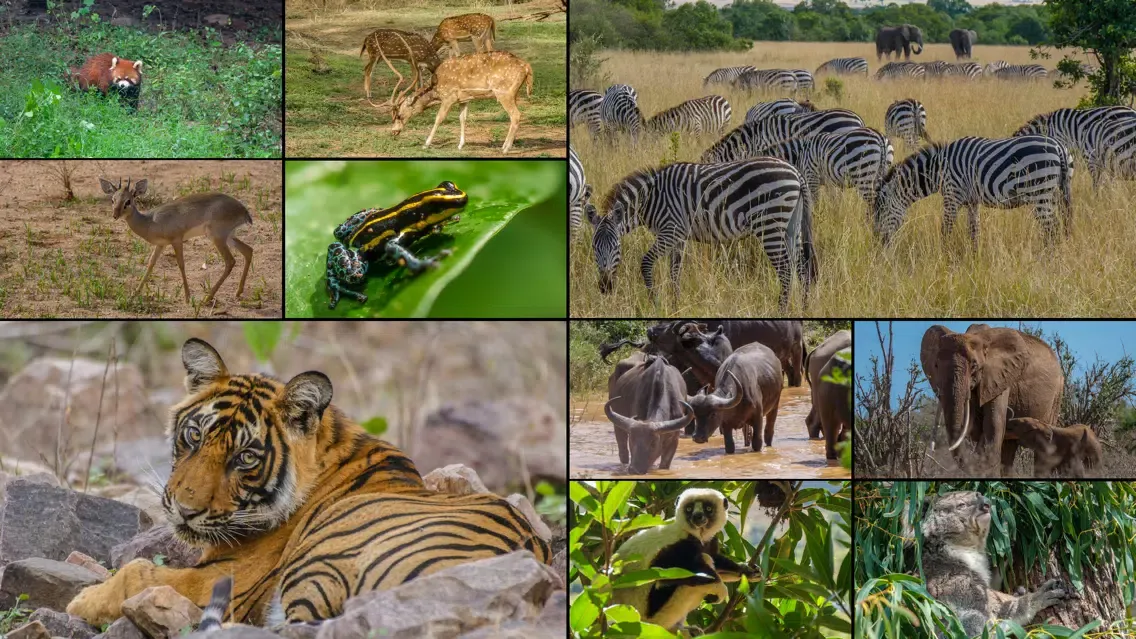 WorldView: Wildlife سکرین شاٹس