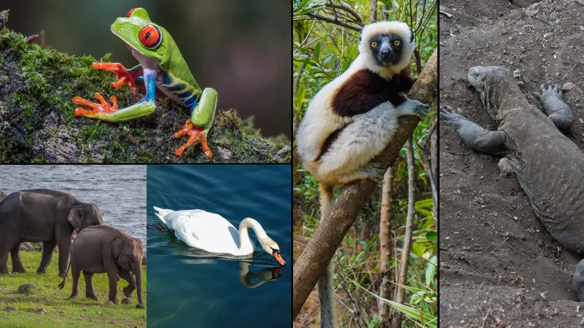 WorldView: Wildlife سکرین شاٹس