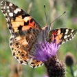 Butterfly Spotter (offline)