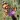 Butterfly Spotter (offline)