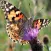 Butterfly Spotter (offline)