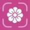 Flower Identifier - FlowerID