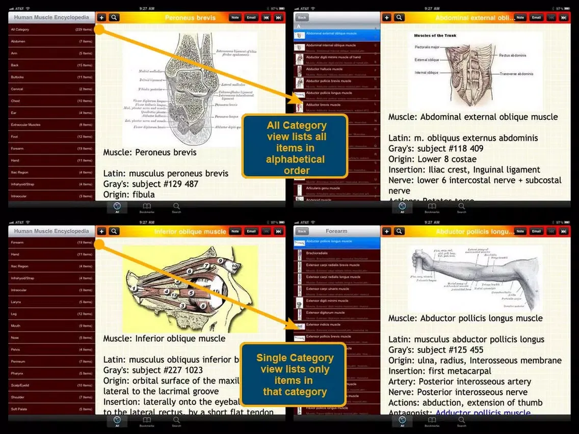 Human Muscle Encyclopedia Plus+ iPad  Screenshots