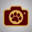 Tiger-Cam