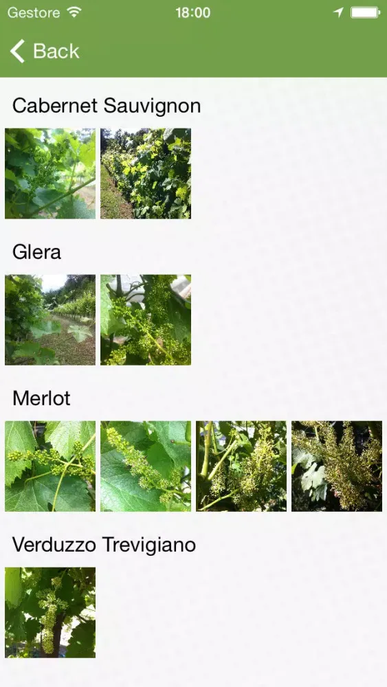 MyVigneto Screenshots