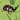 Bug Battle Simulator