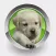 Homeopathy For Dogs