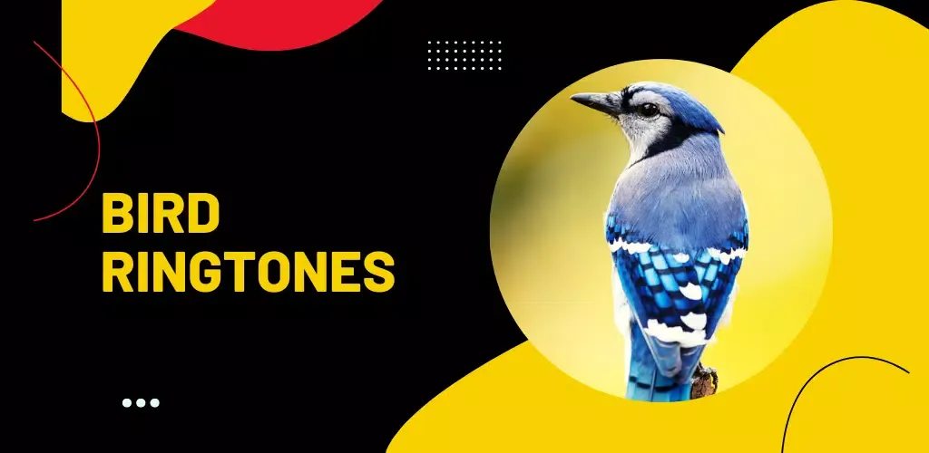 bird ringtones - Birds Sound應用截圖