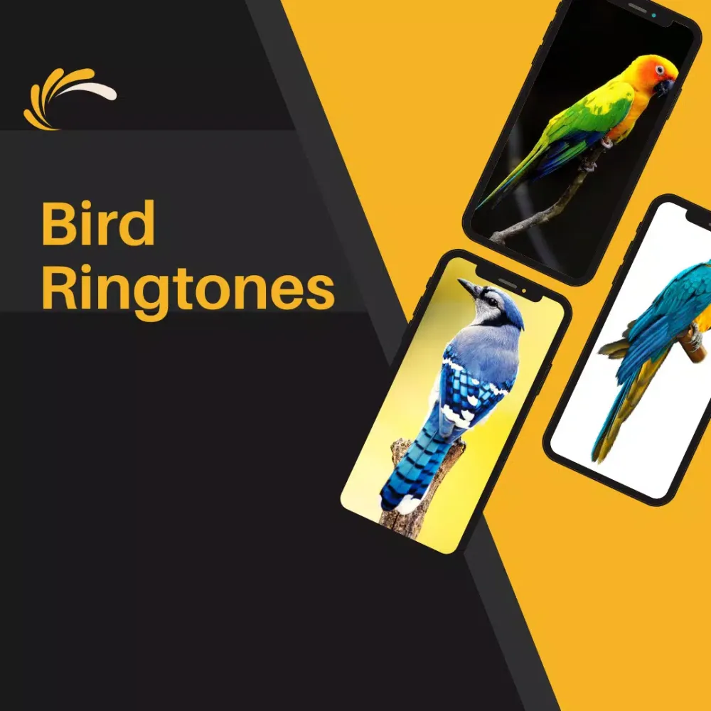 bird ringtones - Birds Sound應用截圖