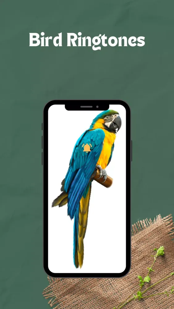 bird ringtones - Birds Sound應用截圖