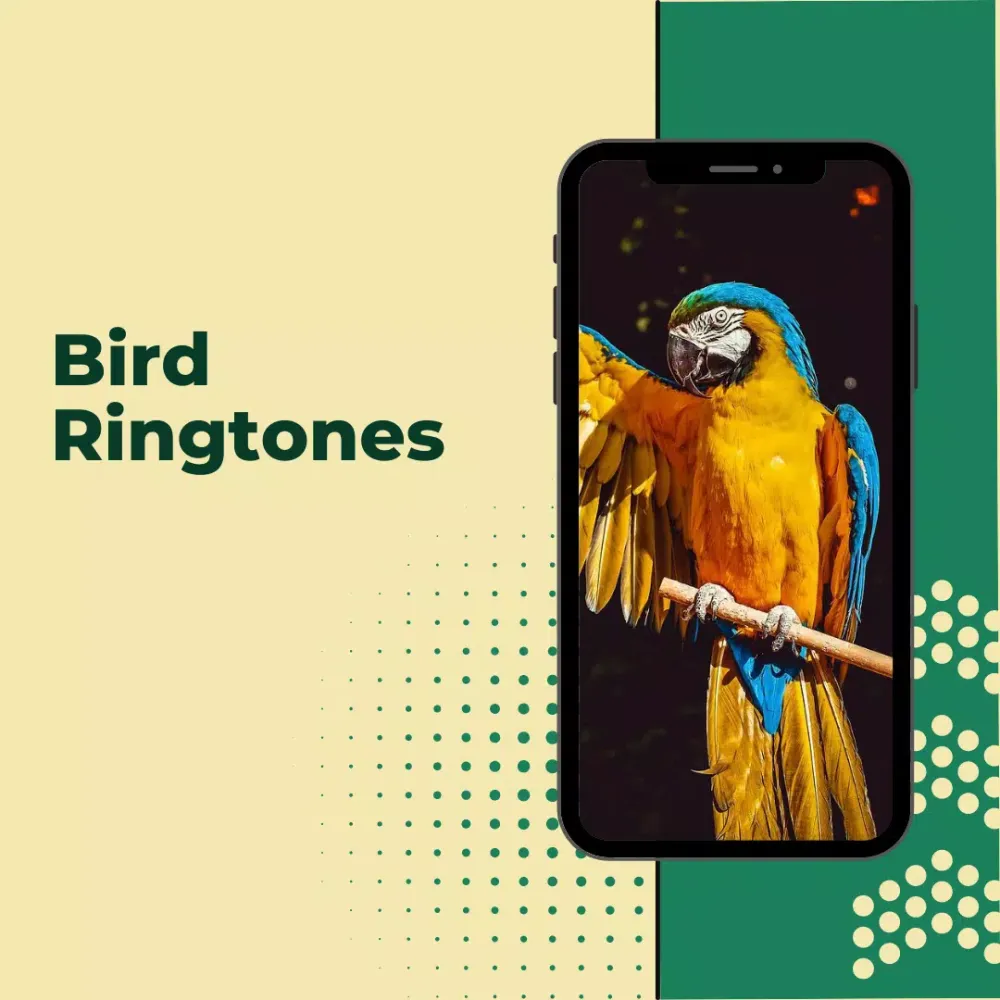 bird ringtones - Birds Sound應用截圖