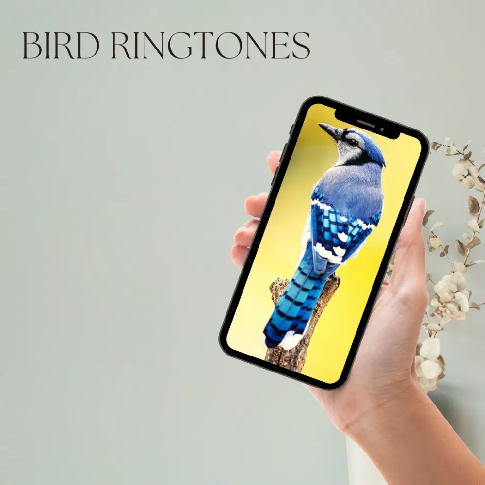 bird ringtones - Birds Sound應用截圖