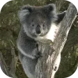 KoalaBG: Koala Wallpapers