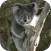 KoalaBG: Koala Wallpapers