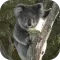 KoalaBG: Koala Wallpapers