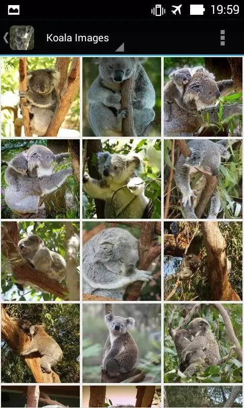 KoalaBG: Koala Wallpapers স্ক্রিনশট