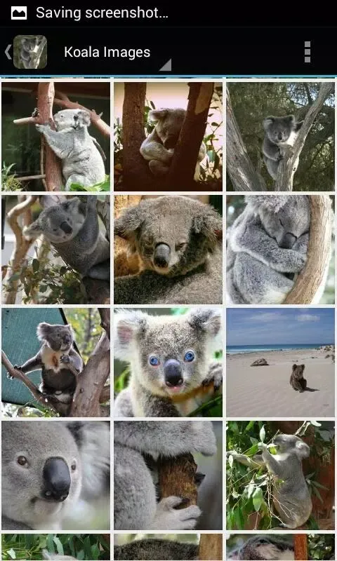 KoalaBG: Koala Wallpapers স্ক্রিনশট
