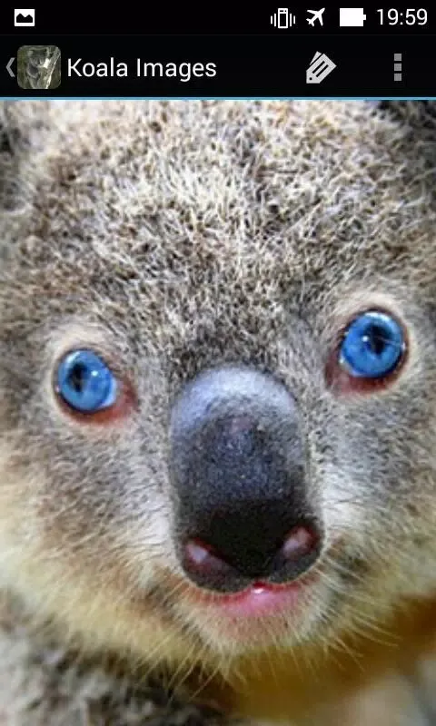 KoalaBG: Koala Wallpapers স্ক্রিনশট