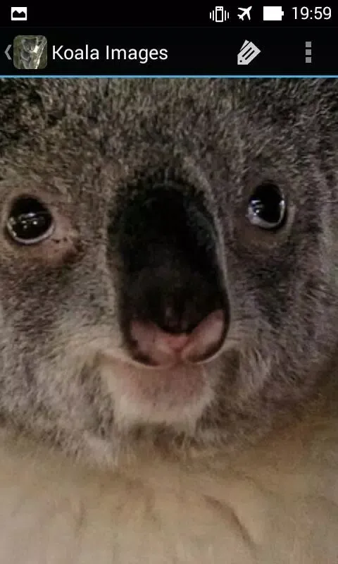 KoalaBG: Koala Wallpapers স্ক্রিনশট