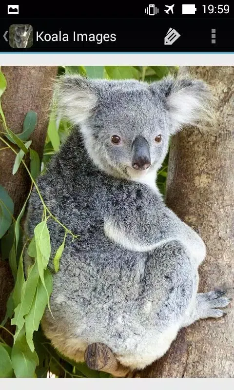 KoalaBG: Koala Wallpapers স্ক্রিনশট