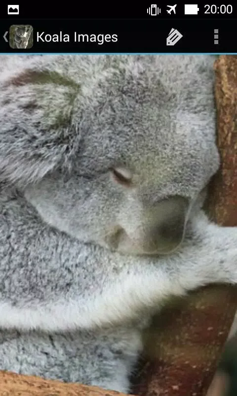 KoalaBG: Koala Wallpapers স্ক্রিনশট