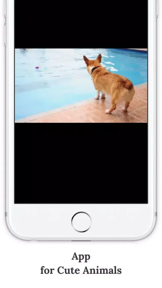 SwiAww – Funny Dog Video Channel Screenshots