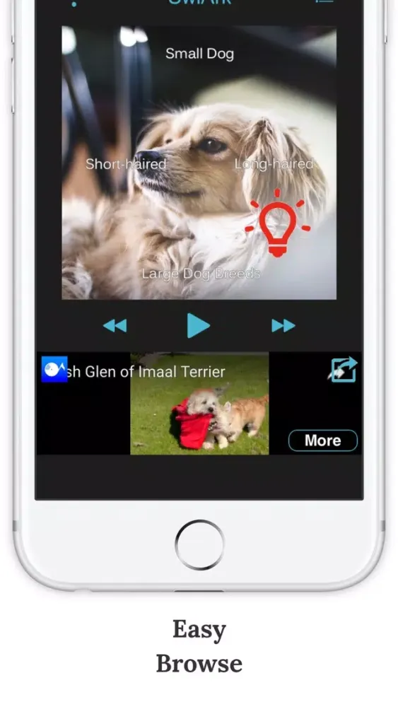 تصاویر SwiArk - Dog Breed Video Directory