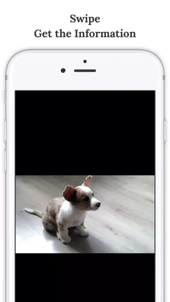 تصاویر SwiArk - Dog Breed Video Directory