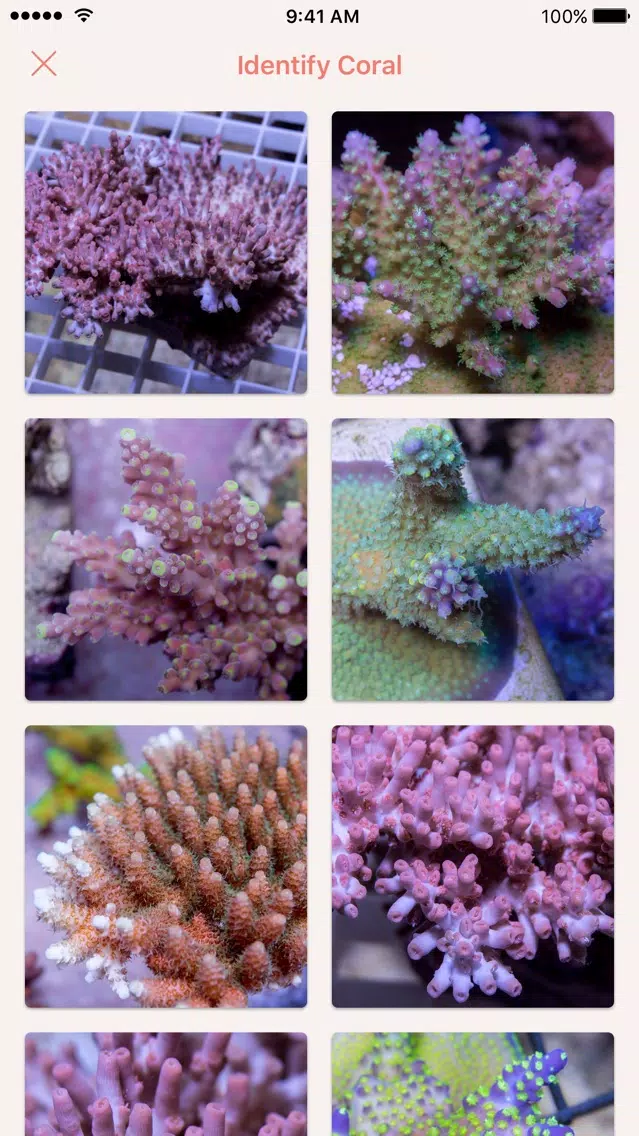 Atoll - Coral Identification App Screenshots