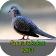 Suara pikat burung tekukur