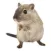 Hamster Photo Sticker