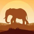 Fun with Elephant - Angry Elephant in jungle Fun with Elephant - Angry Elephant in jungle