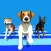 Dog Run Racer - Fun Race 3D