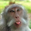 Monkey Jokes - Best, cool and funny jokes!