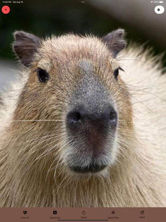 Capybara Wallpaper - Funny Pet iPad  Screenshots