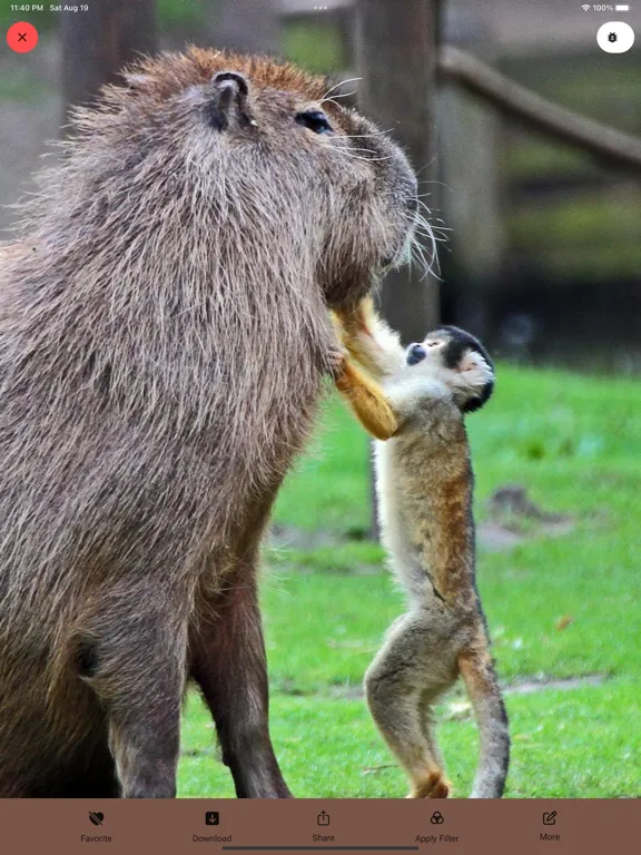 Capybara Wallpaper - Funny Pet iPad  Screenshots