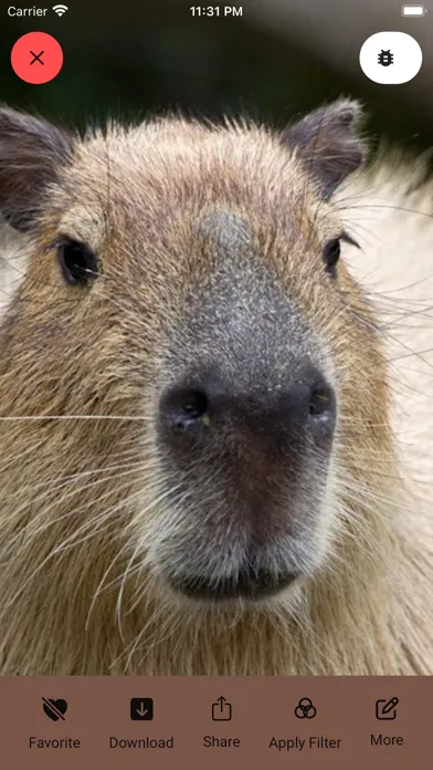 Capybara Wallpaper - Funny Pet Screenshots