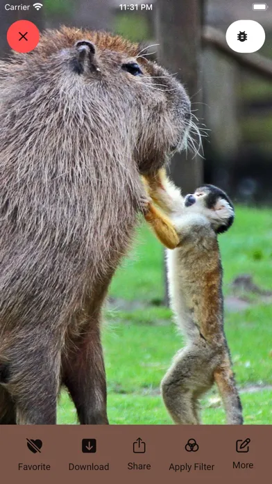 Capybara Wallpaper - Funny Pet Screenshots