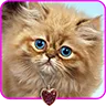 Fluffy cat