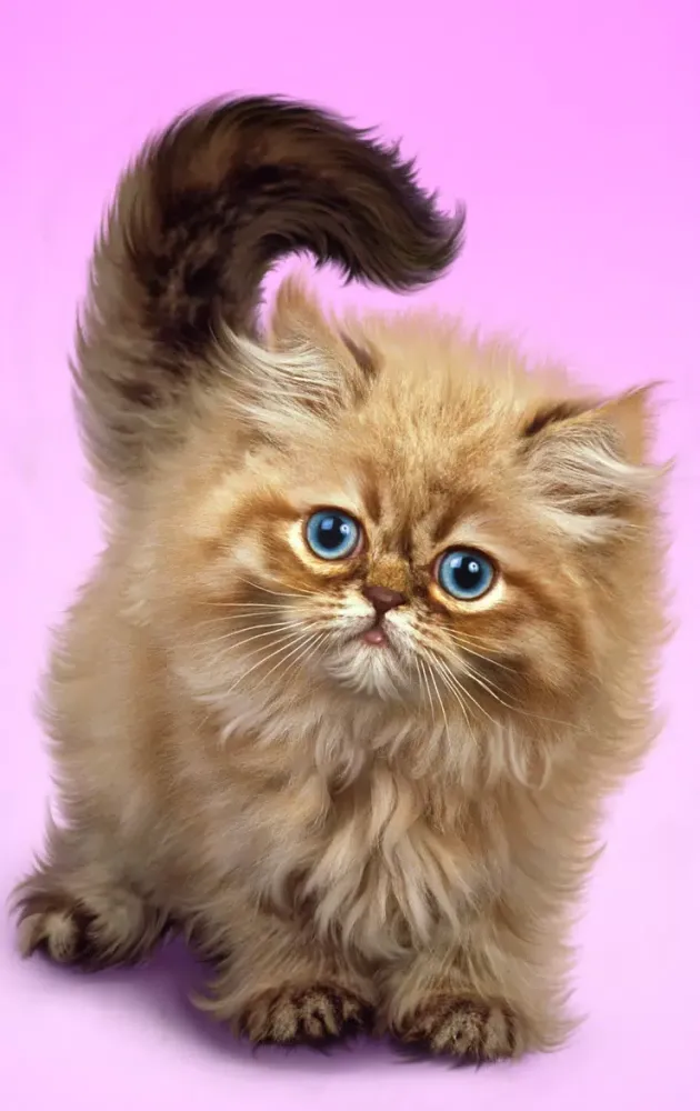 Fluffy cat Screenshots
