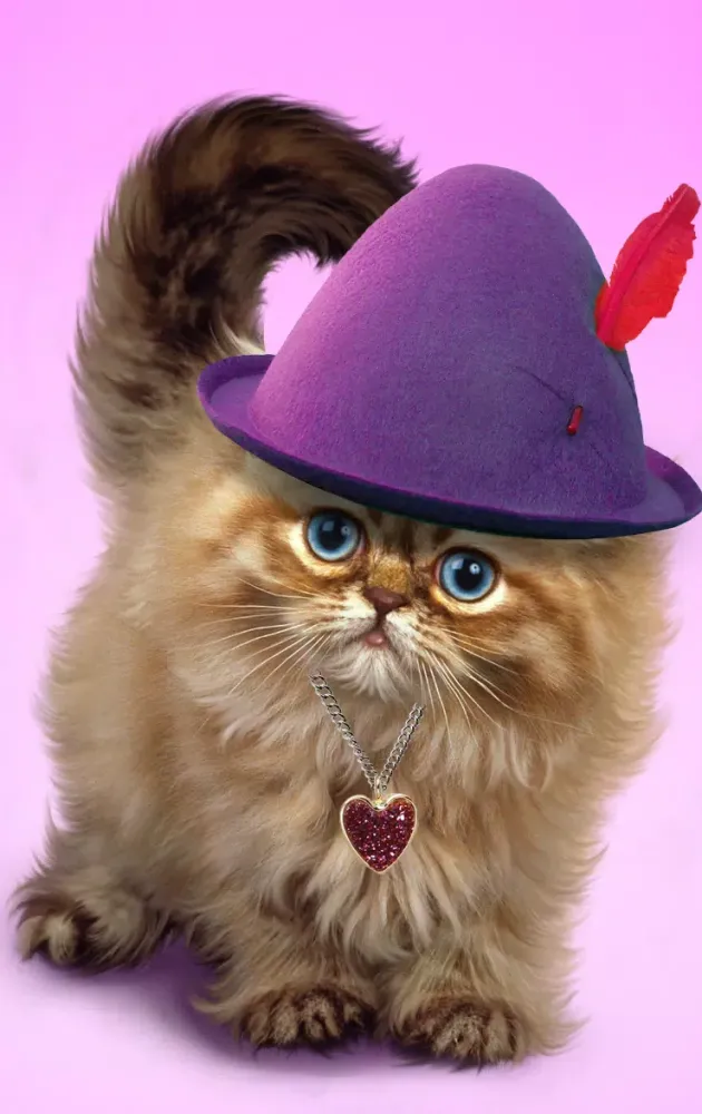 Fluffy cat Screenshots