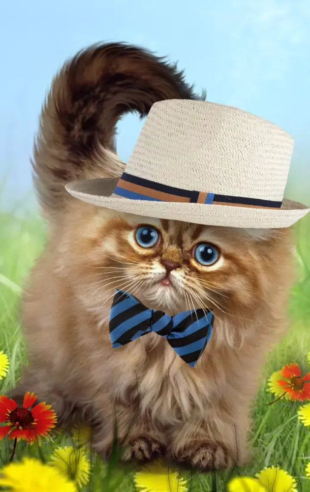 Fluffy cat Screenshots