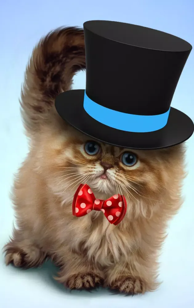Fluffy cat Screenshots
