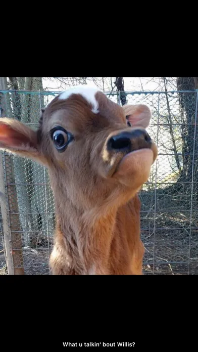 Captures d'écran de Cute Pics